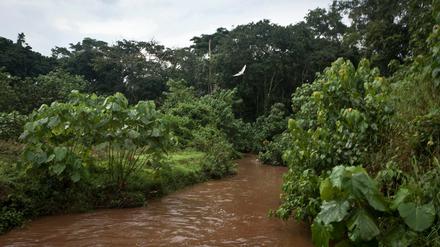 Grüner Rest. Der Mabira-Regenwald in Uganda.