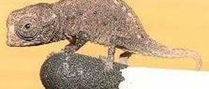 Brauner Winzling. Das Chamäleon ist gut getarnt für ein Leben im Laub. Foto: dapd