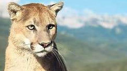 Mountain Lion – zu Deutsch Puma – nennt Apple sein neues Betriebssystem. Foto: dpa