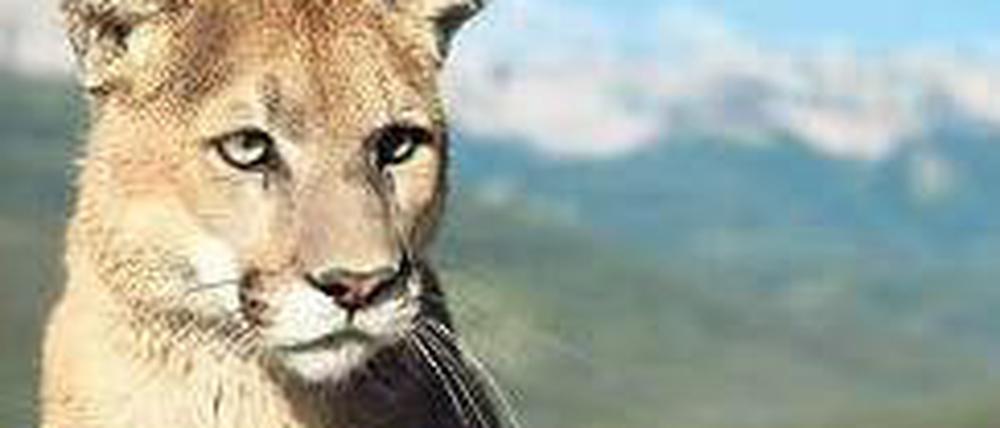 Mountain Lion – zu Deutsch Puma – nennt Apple sein neues Betriebssystem. Foto: dpa