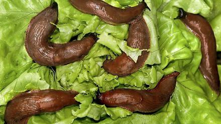 Spanische Wegschnecken machen sich über Salatblätter her. 