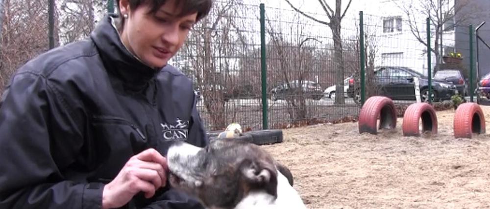 Auf mein Kommando. Simone Laube arbeitet mit Hunden, von schwer erziehbar bis Schoßhund.