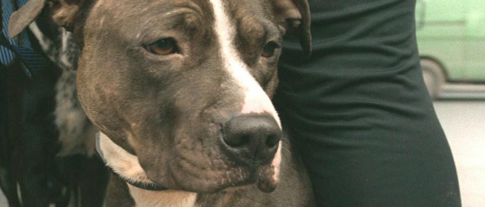 Alles im Griff? Berliner Hundehalter müssen zur Kontrolle.