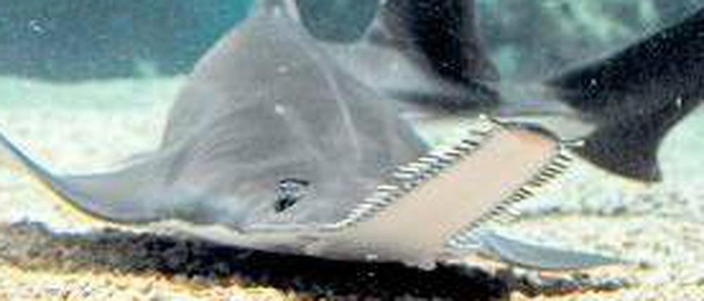Gefährdet. Ein Sägerochen in einem Aquarium in Sydney.