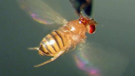 Manchmal frustriert: die Taufliege, nicht zu verwechseln mit der Fruchtfliege, auch wenn es im Englischen "fruit fly" heißt.