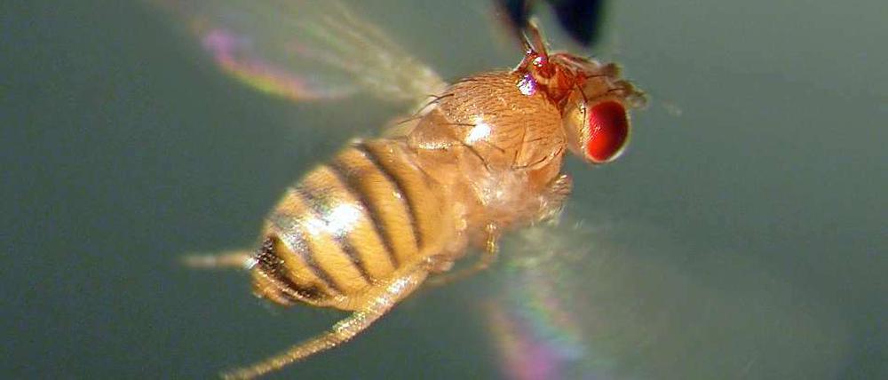 Manchmal frustriert: die Taufliege, nicht zu verwechseln mit der Fruchtfliege, auch wenn es im Englischen "fruit fly" heißt.