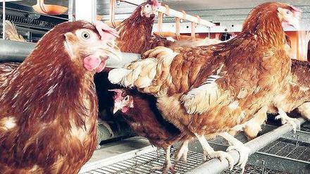 Zufrieden oder glücklich? In Kleingruppenhaltung hat jedes Huhn eine Stange, einen Eiablagebereich – und trotzdem nur den Platz von eineinhalb Din-A4-Seiten. Foto: dapd