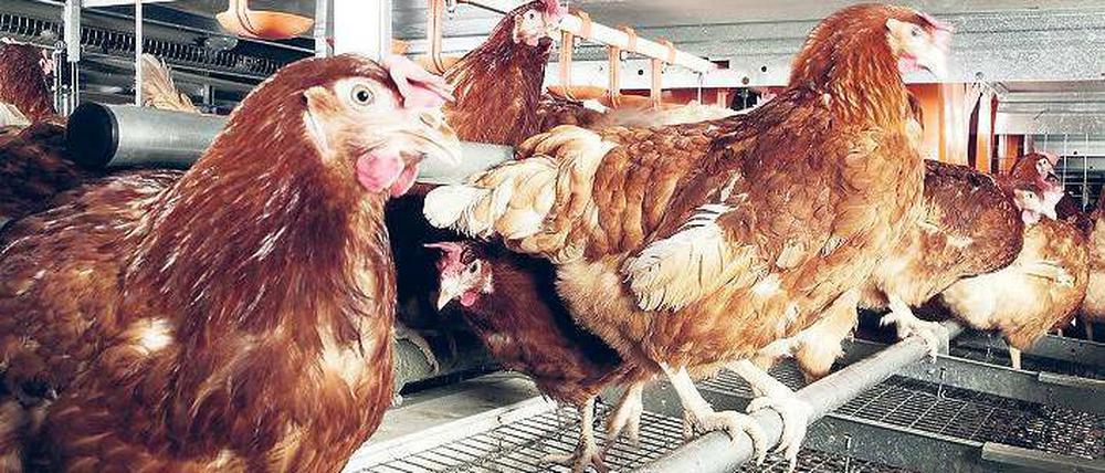 Zufrieden oder glücklich? In Kleingruppenhaltung hat jedes Huhn eine Stange, einen Eiablagebereich – und trotzdem nur den Platz von eineinhalb Din-A4-Seiten. Foto: dapd