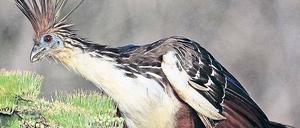 Schlechter Flieger. Der Hoatzin lebt vor allem in den Regenwäldern des nördlichen Südamerika. Er wird gut einen halben Meter lang und knapp ein Kilogramm schwer. Seine Flugkünste sind begrenzt, er gleitet eher.