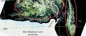Algenteppich. Diese riesige Algenplage in der Antarktis wurde kürzlich von einem Satelliten aufgenommen. Experten vermuten, dass schmelzendes Eis Eisen freisetzte, was zu einer gigantischen Algendüngung führte. Es gibt Forscher, die nach diesem Vorbild eine Algendüngung fordern, um CO2 zu binden.