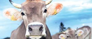 Allgäuer Kühe. Bekommen die Tiere nur Gras und ein wenig Mais zu fressen, geben sie üblicher Weise 3500 Liter Milch im Jahr.