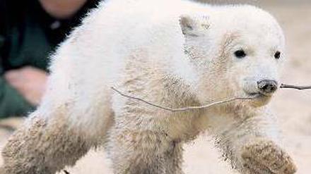 So liebten sie ihn. Vor rund einem Jahr starb Eisbär Knut.