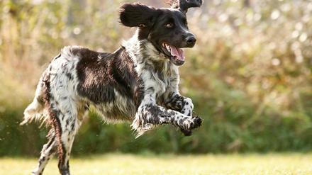 Mit Führerschein? Für diesen Hund wäre vielleicht sogar ein Flugschein angemessen.