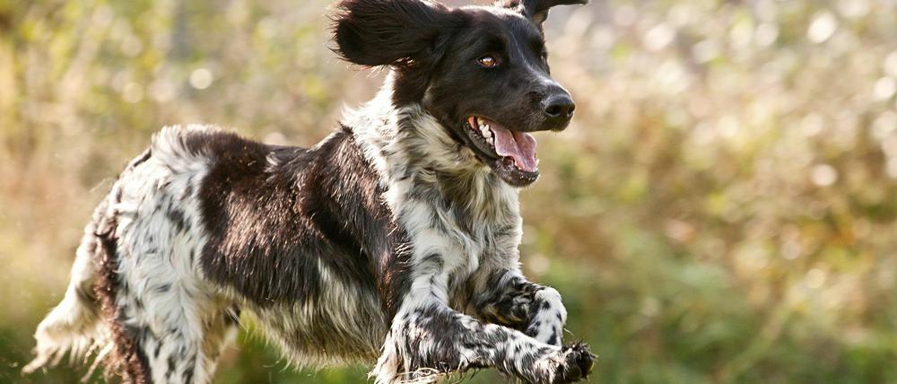 Mit Führerschein? Für diesen Hund wäre vielleicht sogar ein Flugschein angemessen.