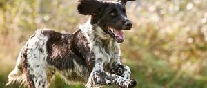 Mit Führerschein? Für diesen Hund wäre vielleicht sogar ein Flugschein angemessen.