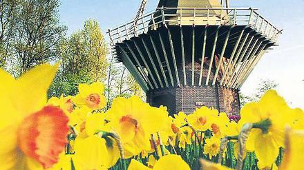 Typisch Holland. Auch auf dem Keukenhof blüht und grünt es – und, natürlich, die historische Mühle mitten in der ganzen Pracht.