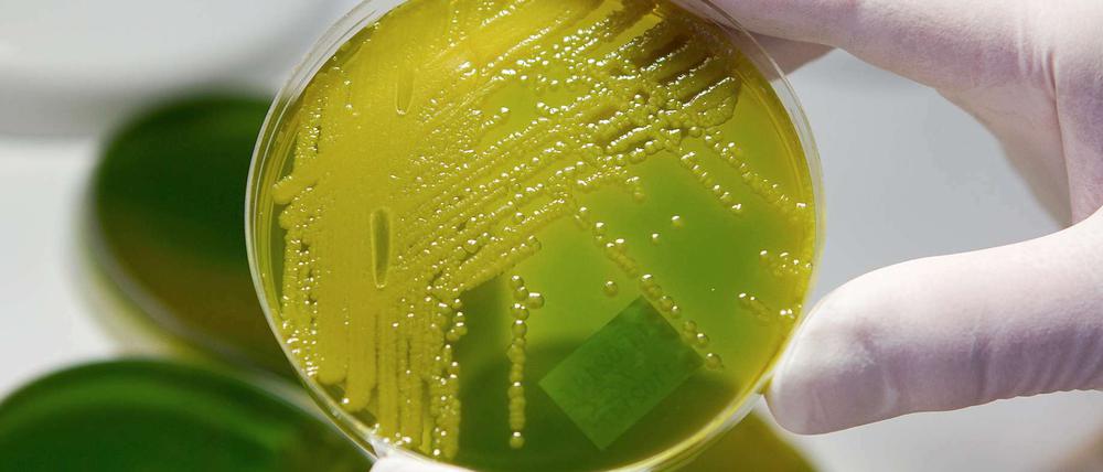 Multiresistente Keime können vor allem Säuglingen und Senioren gefährlich werden.