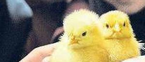 Ach, wie süß! Im Machmit-Museum in Prenzlauer Berg kann man Küken schlüpfen sehen. Foto: Uwe Steinert