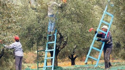 In Südgriechenland ernten Arbeiter Oliven. Die Neugründung landwirtschaftlicher Betriebe wird vom Landwirtschaftsministerium mit bis zu 10 000 Euro unterstützt.