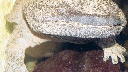 In der Ruhe liegt die Kraft, wissen Konfuzius und der Riesensalamander. Foto: Peters