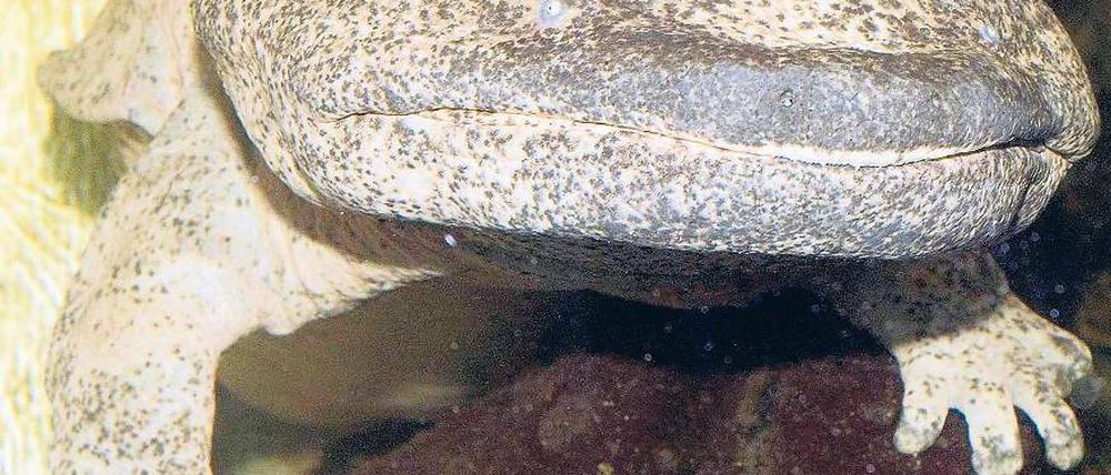 In der Ruhe liegt die Kraft, wissen Konfuzius und der Riesensalamander. Foto: Peters