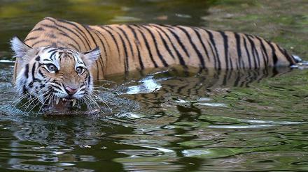 Akut vom Aussterben bedroht. Wie die Tiger sind viele Tier- und Pflanzenarten in ihrem immer weiter schrumpfenden Lebensräumen kaum noch überlebensfähig. Der neue Weltbiodiversitätsrat Ipbes soll über den Zustand der Weltökosysteme und die Möglichkeiten zu ihrem Schutz berichten. 