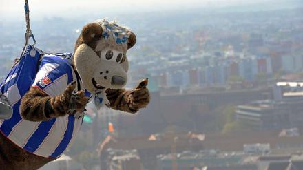 Nicht nur Herthinho begibt sich in die Luft, die arabische Airline Etihad Airline tut dies schon länger - und könnte demnächst bei Hertha BSC als Investor landen.