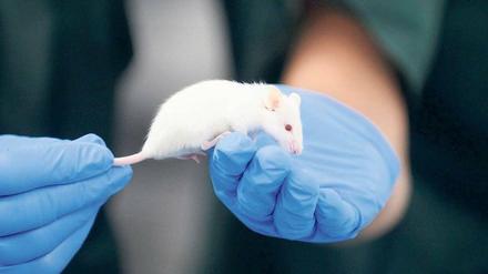 In der Hand des Menschen. Im Herbst muss in Deutschland eine neue EU-Richtlinie zu Tierversuchen umgesetzt werden.