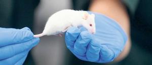 In der Hand des Menschen. Im Herbst muss in Deutschland eine neue EU-Richtlinie zu Tierversuchen umgesetzt werden.