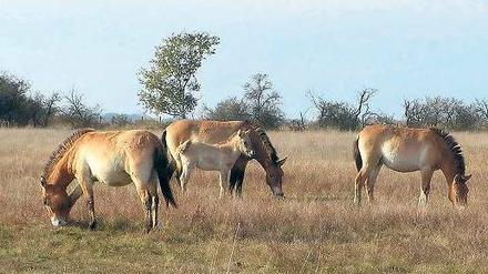 Verwandt. Die Urahnen der modernen Pferde sind ausgestorben. Ihre Verwandten, die Przewalski-Pferde, leben heute nicht nur in Zoos, sondern auch wieder in freier Wildbahn.