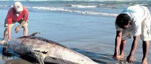 Tote Delfine, tote Pelikane, tote Fische werden an der peruanischen Küste angespült. Die Stände sind gesperrt.