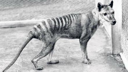 Ausgelöscht. 1936 starb der Beutelwolf aus, 1930 war das letzte Tier in freier Wildbahn erlegt worden. 