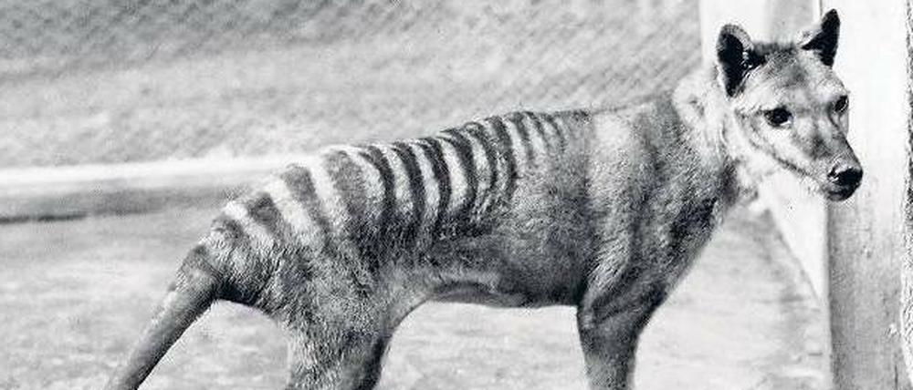 Ausgelöscht. 1936 starb der Beutelwolf aus, 1930 war das letzte Tier in freier Wildbahn erlegt worden. 