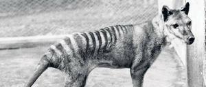 Ausgelöscht. 1936 starb der Beutelwolf aus, 1930 war das letzte Tier in freier Wildbahn erlegt worden.