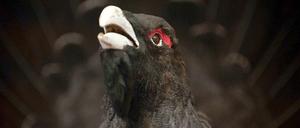 Wie lässt sich der Wert eines Auerhuhns kalkulieren? Und welche Werte vernichten Unternehmen mit ihrer Produktion in der Natur? Solche Berechnungen sollten in die Wertberechnung von Firmen und Volkswirtschaften eingehen, findet die Weltbank. 