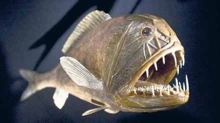 Eine andere Welt. In den Tiefen der Meere leben viele ungewöhnliche Tiere, wie etwa dieser Fangzahnfisch. Foto: picture alliance/ZB