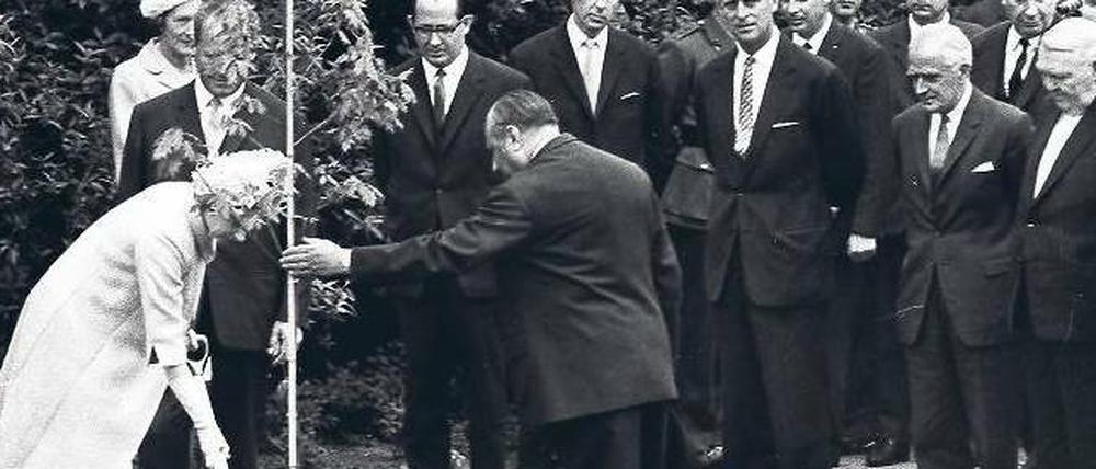 Königin der Blätter. Bei ihrem ersten Besuch in West-Berlin 1965 pflanzte Elisabeth II. im Englischen Garten eine Eiche (vom Laub verdeckt der Regierende Bürgermeister Willy Brandt, Prinz Philip - rechts der Mitte - und Bundeskanzler Ludwig Erhard - ganz rechts.