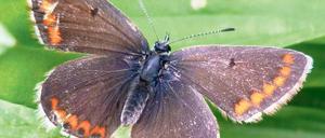 Der Kleine Sonnenröschen-Bläuling breitet sich schneller nach Norden aus als viele andere Arten.