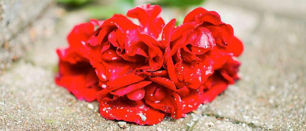 Blumen vor dem Haus in Kreuzberg, in dem in der eine Frau bei einem Beziehungsstreit getötet wurde.