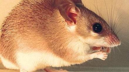 Die will nur knabbern. Ägyptische Stachelmaus. Foto: dpa