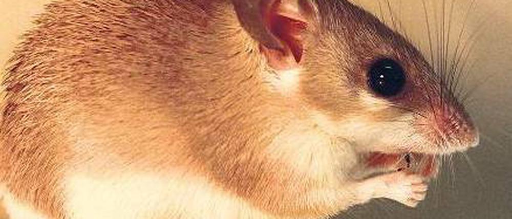 Die will nur knabbern. Ägyptische Stachelmaus. Foto: dpa