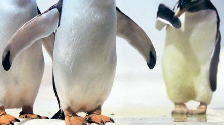 Die neuen Stars im "Polar Land". 17 Eselspinguine aus dem Edinburgh Zoo haben das Legoland Billund erobert. 