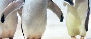 Die neuen Stars im "Polar Land". 17 Eselspinguine aus dem Edinburgh Zoo haben das Legoland Billund erobert. 