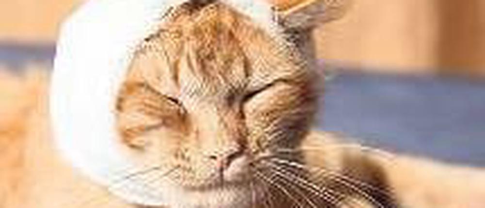 Foto: Fotolia