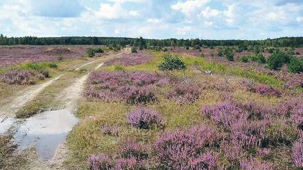 Wo sich Erika und Fuchs gute Nacht sagen. Die Deutsche Bundesstiftung Umwelt hat riesige Flächen übernommen, die früher militärisch genutzt wurden. Foto: DBU/promo