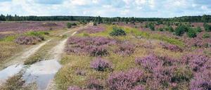 Wo sich Erika und Fuchs gute Nacht sagen. Die Deutsche Bundesstiftung Umwelt hat riesige Flächen übernommen, die früher militärisch genutzt wurden. Foto: DBU/promo