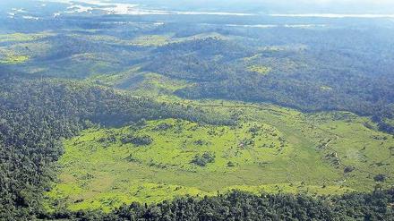 Kahlschlag. Der Amazonas-Regenwald ist eins der drei größten Ökosysteme Brasiliens. Foto: AFP