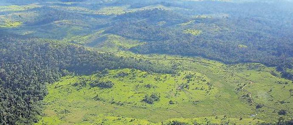 Kahlschlag. Der Amazonas-Regenwald ist eins der drei größten Ökosysteme Brasiliens. Foto: AFP
