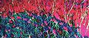 Atempause. Den Gehirnzellen von Mäusen half die neue Behandlung. 