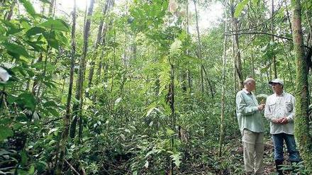 In Gefahr. Der Amazonas-Regenwald ist eins der drei größten Ökosysteme Brasiliens. Foto: Reuters
